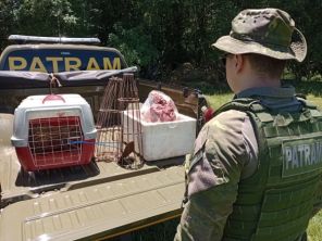 PATRAM> Brigada Militar flagra Pacas em cativeiro ilegal em Panambi
