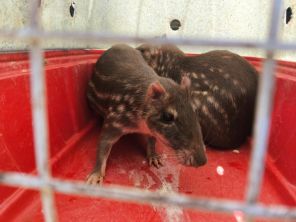 PATRAM> Brigada Militar flagra Pacas em cativeiro ilegal em Panambi