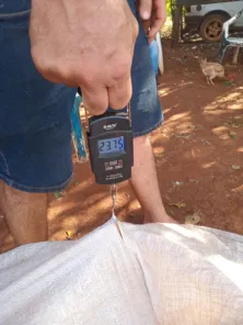 Abóbora de quase 24 quilos chama atenção em colheita em Coronel Bicaco