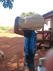 Abóbora de quase 24 quilos chama atenção em colheita em Coronel Bicaco