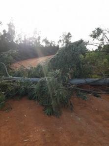 Moradores encontram árvore bloqueando estrada no interior de Cruz Alta