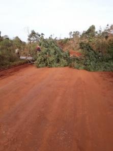 Moradores encontram árvore bloqueando estrada no interior de Cruz Alta