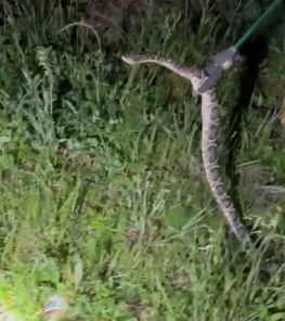 Corpo de Bombeiros captura cobra Cruzeira em residência do Jardim Primavera