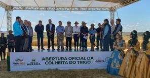 Colheita do Trigo no RS é oficialmente aberta em Cruz Alta