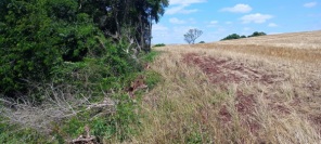 FISCALIZAÇÃO E COMBATE AO DESMATAMENTO>3ºBABM atua em Ibirubá e  Santa Bárbara