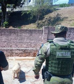 CÃO VÍTIMA DE MAUS-TRATOS É RESGATADO PELA POLÍCIA AMBIENTAL EM CRUZ ALTA