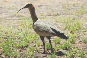 Curicacas são avistadas  no campus da Unicruz
