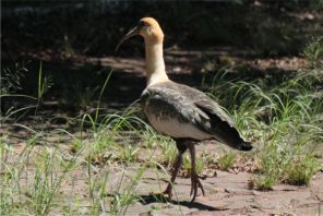 Curicacas são avistadas  no campus da Unicruz