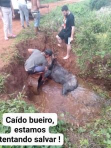 Cavalo é morto com disparos de arma de fogo em Cruz Alta