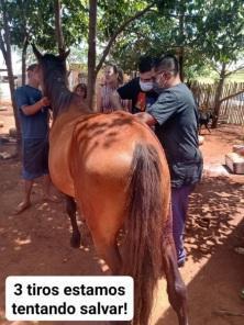 Cavalo é morto com disparos de arma de fogo em Cruz Alta