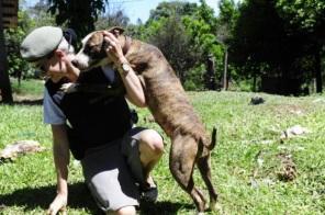 Abandonadas, pitbulls que eram de criminosos mortos, são resgatadas.