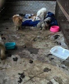 Brigada Militar flagra maus-tratos a cães em Cruz Alta