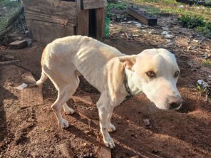 Batalhão Ambiental da BM resgata cão vítima de maus-tratos em Cruz Alta