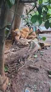 Homem é preso por maus-tratos a animais em Cruz Alta