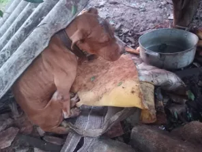 Homem é preso por maus-tratos a animais em Cruz Alta