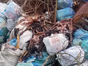 Homem é preso por maus-tratos a animais em Cruz Alta