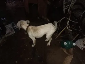 Homem é preso por maus-tratos a animais em Cruz Alta