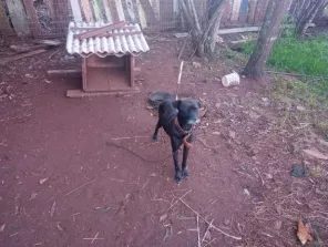 Homem é preso por maus-tratos a animais em Cruz Alta