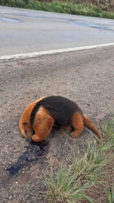 Tamanduá-Mirim é encontrado morto na RSC-377 em Cruz Alta