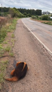 Tamanduá-Mirim é encontrado morto na RSC-377 em Cruz Alta