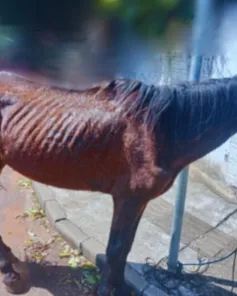 Brigada Militar flagra crime de maus-tratos contra cavalo em Cruz Alta