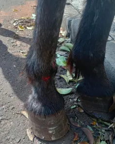 Brigada Militar flagra crime de maus-tratos contra cavalo em Cruz Alta