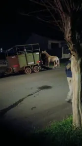Cavalo cai ao puxar carroça carregada e mobiliza resgate em Cruz Alta