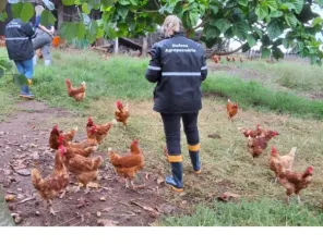 Gripe aviária é confirmada em aves de subsistência em Selbach