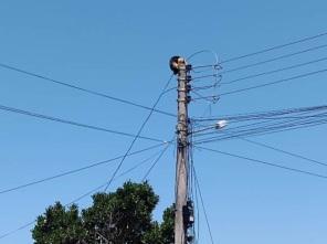 Tamanduá sobe em poste de energia em Miraguaí: Bombeiros resgataram o animal
