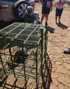 Tamanduá sobe em poste de energia em Miraguaí: Bombeiros resgataram o animal