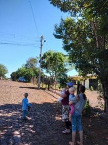Tamanduá sobe em poste de energia em Miraguaí: Bombeiros resgataram o animal