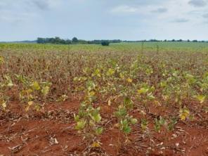 Rio Grande do Sul terá quebra de 41,1% na safra de verão, diz Emater
