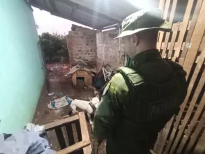 MP/RS> Crueldade contra animais resulta em prisão preventiva em Cruz Alta