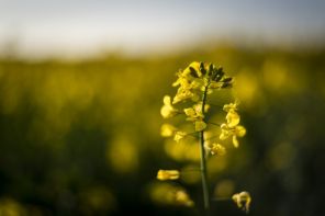 HOJE> Encontro sobre Canola e Carinata reunirá 25 cooperativas em Cruz Alta