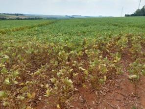 Audiência Pública em apoio aos agricultores atingidos pela estiagem será hoje 