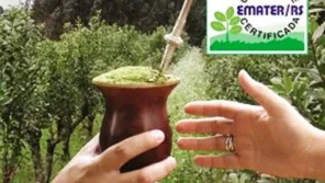 AGRO> Certificação eleva padrão da erva-mate no RS