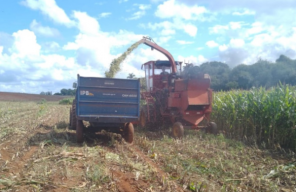 Prefeitura de Cruz Alta inicia colheita da safrinha de milho para silagem