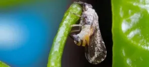 Rio Grande do Sul confirma primeiro caso de greening em pomar de Palmitinho