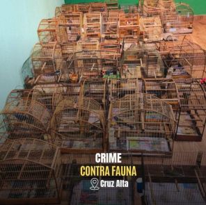 Brigada Militar apreende 56 pássaros silvestres em cativeiro em Cruz Alta