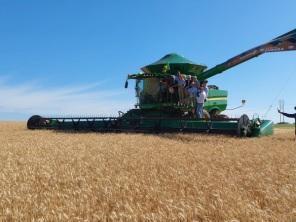FENATRIGO: Abertura da Colheita do Trigo foi no sábado na Fazenda São Luiz