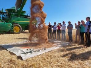 FENATRIGO: Abertura da Colheita do Trigo foi no sábado na Fazenda São Luiz