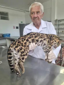 Jaguatirica encontrada morta na RSC-342 é encaminhada para a Unicruz