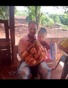 MAIS DE 10 KG: Agricultor de Coronel Bicaco colhe batata doce gigante