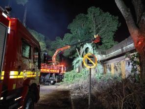 Corpo de Bombeiros começou a poda de árvores em frente a Estação Rodoviária