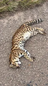 Gato-do-mato-grande é encontrado morto na RSC-377, entre Cruz Alta e Ibirubá