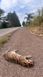 Gato-do-mato-grande é encontrado morto na RSC-377, entre Cruz Alta e Ibirubá
