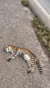 Gato-do-mato-grande é encontrado morto na RSC-377, entre Cruz Alta e Ibirubá