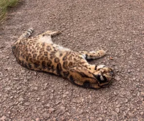 Gato-do-mato-grande é encontrado morto na RSC-377, entre Cruz Alta e Ibirubá