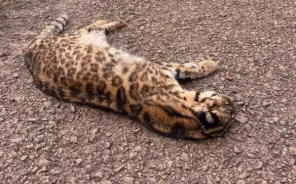 Gato-do-mato-grande é encontrado morto na RSC-377, entre Cruz Alta e Ibirubá