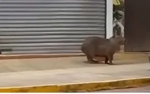 Capivara é resgatada após circular por área urbana de Tenente Portela